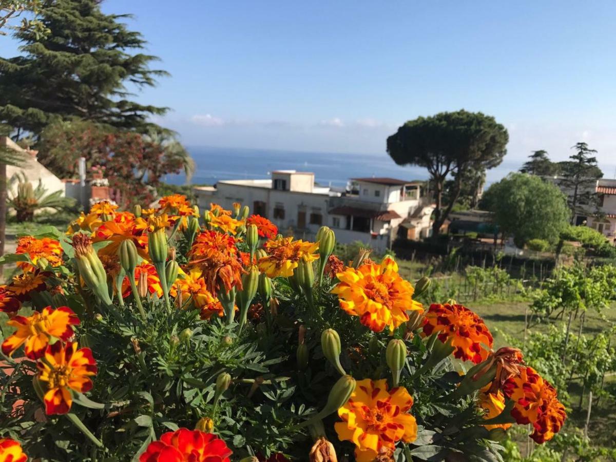 Villa Araucaria Casamicciola Terme Extérieur photo